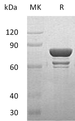 BL-1865NP: Greater than 68% as determined by reducing SDS-PAGE. (QC verified)