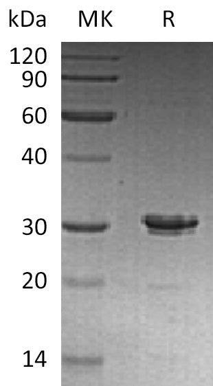 BL-1862NP: Greater than 95% as determined by reducing SDS-PAGE. (QC verified)