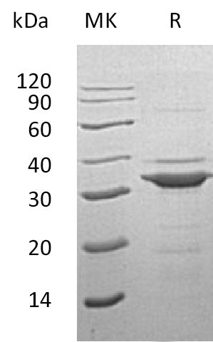 BL-1864NP: Greater than 90% as determined by reducing SDS-PAGE. (QC verified)