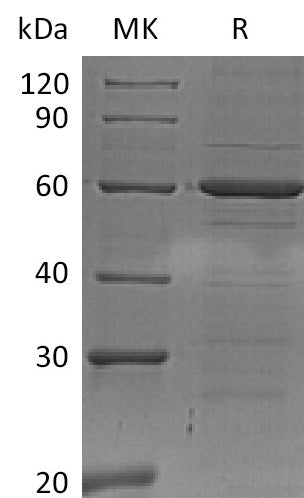 BL-0838NP: Greater than 95% as determined by reducing SDS-PAGE. (QC verified)