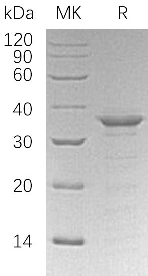 BL-0847NP: Greater than 95% as determined by reducing SDS-PAGE. (QC verified)