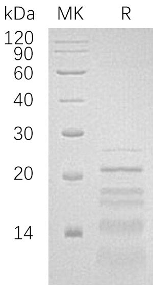 BL-0845NP: Greater than 90% as determined by reducing SDS-PAGE. (QC verified)