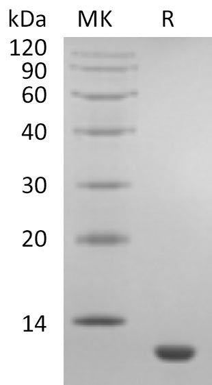 BL-1868NP: Greater than 95% as determined by reducing SDS-PAGE. (QC verified)