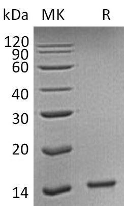 BL-0844NP: Greater than 95% as determined by reducing SDS-PAGE. (QC verified)