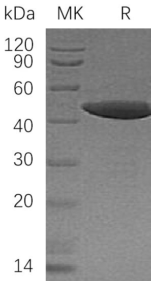 BL-0846NP: Greater than 80% as determined by reducing SDS-PAGE. (QC verified)