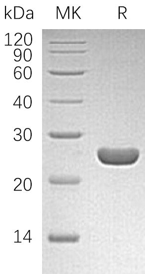 BL-2057NP: Greater than 95% as determined by reducing SDS-PAGE. (QC verified)