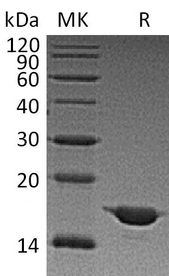 BL-1871NP: Greater than 95% as determined by reducing SDS-PAGE. (QC verified)