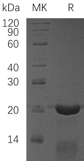 BL-1869NP: Greater than 95% as determined by reducing SDS-PAGE. (QC verified)