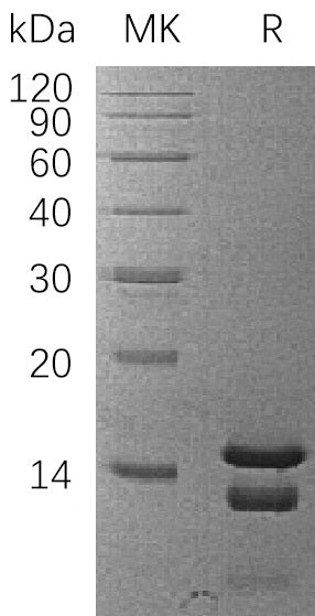 BL-1870NP: Greater than 95% as determined by reducing SDS-PAGE. (QC verified)