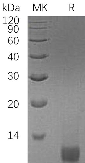 BL-1690NP: Greater than 95% as determined by reducing SDS-PAGE. (QC verified)