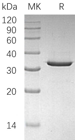 BL-2060NP: Greater than 95% as determined by reducing SDS-PAGE. (QC verified)