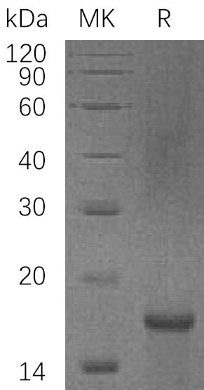 BL-0850NP: Greater than 95% as determined by reducing SDS-PAGE. (QC verified)