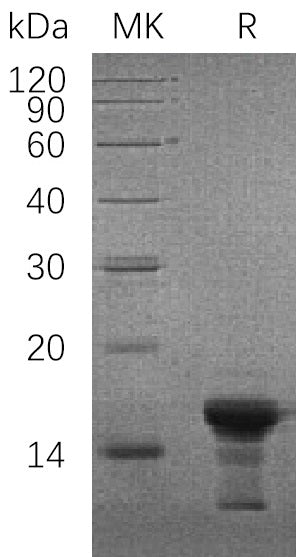 BL-1872NP: Greater than 95% as determined by reducing SDS-PAGE. (QC verified)