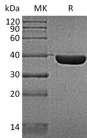 BL-0851NP: Greater than 95% as determined by reducing SDS-PAGE. (QC verified)