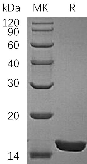 BL-1873NP: Greater than 95% as determined by reducing SDS-PAGE. (QC verified)