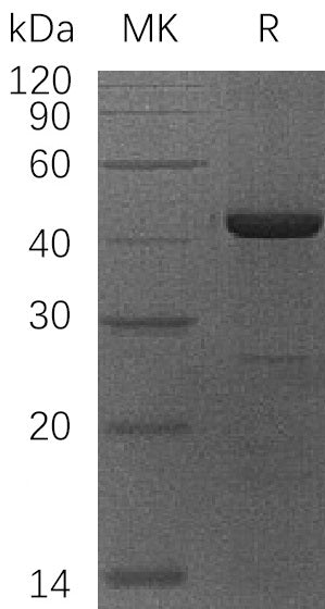 BL-0855NP: Greater than 80% as determined by reducing SDS-PAGE. (QC verified)