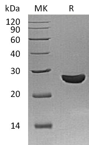 BL-1877NP: Greater than 95% as determined by reducing SDS-PAGE. (QC verified)