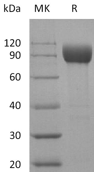 BL-0015NP: Greater than 95% as determined by reducing SDS-PAGE. (QC verified)