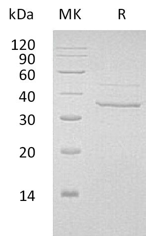 BL-0857NP: Greater than 90% as determined by reducing SDS-PAGE. (QC verified)