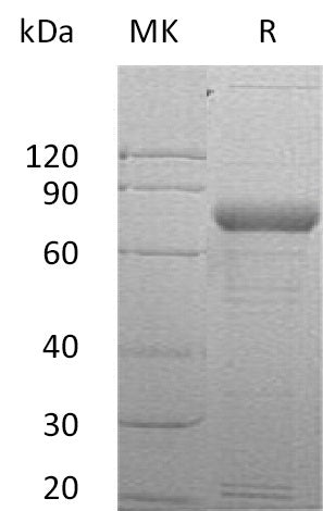 BL-0078NP: Greater than 90% as determined by reducing SDS-PAGE. (QC verified)