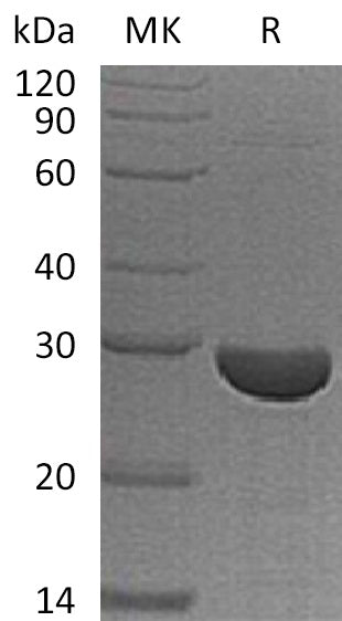 BL-1876NP: Greater than 95% as determined by reducing SDS-PAGE. (QC verified)