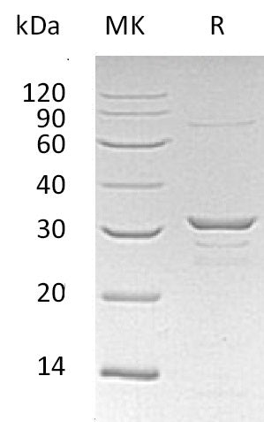 BL-0858NP: Greater than 90% as determined by reducing SDS-PAGE. (QC verified)