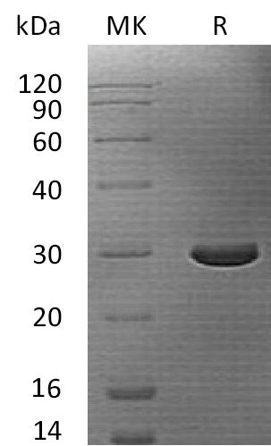 BL-0859NP: Greater than 95% as determined by reducing SDS-PAGE. (QC verified)