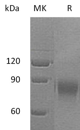 BL-0077NP: Greater than 95% as determined by reducing SDS-PAGE. (QC verified)