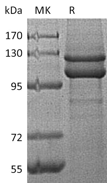 BL-1050NP: Greater than 95% as determined by reducing SDS-PAGE. (QC verified)