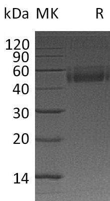 BL-0096NP: Greater than 95% as determined by reducing SDS-PAGE. (QC verified)