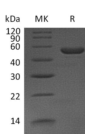 BL-0207NP: Greater than 95% as determined by reducing SDS-PAGE. (QC verified)