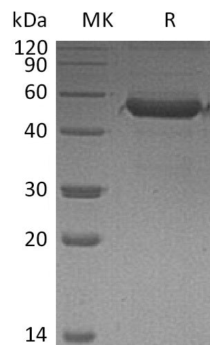 BL-0093NP: Greater than 95% as determined by reducing SDS-PAGE. (QC verified)