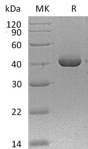 BL-0092NP: Greater than 95% as determined by reducing SDS-PAGE. (QC verified)