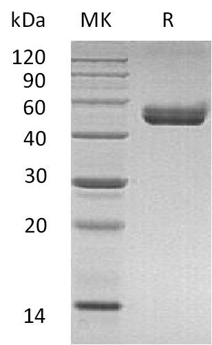 BL-1904NP: Greater than 95% as determined by reducing SDS-PAGE. (QC verified)