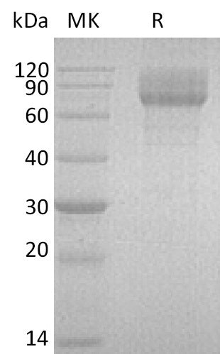 BL-2902NP: Greater than 95% as determined by reducing SDS-PAGE. (QC verified)