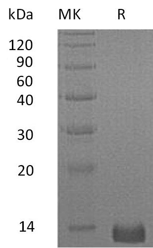 BL-0951NP: Greater than 95% as determined by reducing SDS-PAGE. (QC verified)