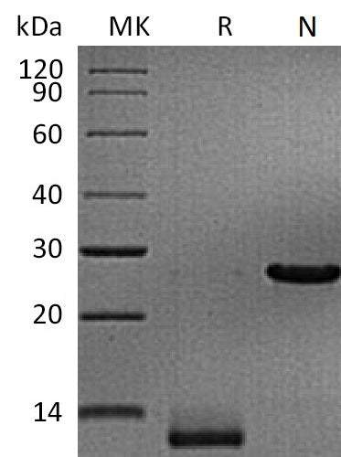 BL-1739NP: Greater than 95% as determined by reducing SDS-PAGE. (QC verified)