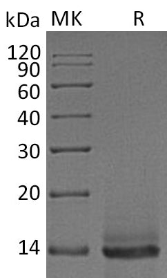 BL-2256NP: Greater than 95% as determined by reducing SDS-PAGE. (QC verified)