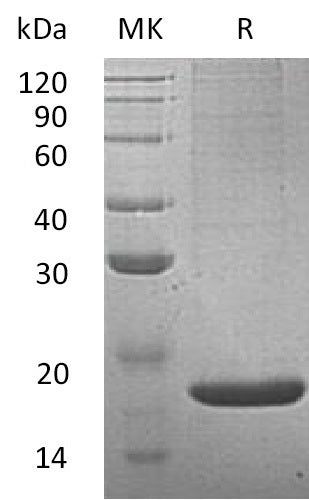 BL-0957NP: Greater than 95% as determined by reducing SDS-PAGE. (QC verified)