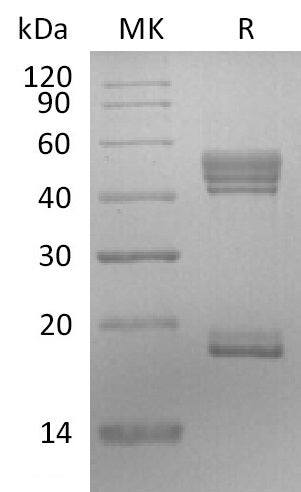 BL-2111NP: Greater than 95% as determined by reducing SDS-PAGE. (QC verified)