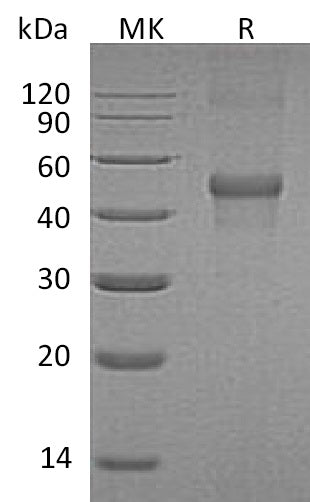 BL-1555NP: Greater than 95% as determined by reducing SDS-PAGE. (QC verified)