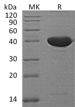 BL-2066NP: Greater than 95% as determined by reducing SDS-PAGE. (QC verified)