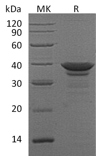 BL-0289NP: Greater than 95% as determined by reducing SDS-PAGE. (QC verified)