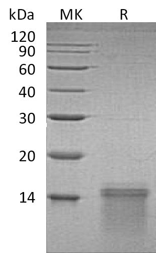 BL-2065NP: Greater than 95% as determined by reducing SDS-PAGE. (QC verified)