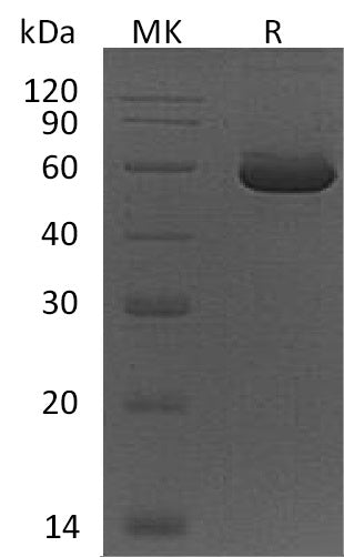 BL-2068NP: Greater than 90% as determined by reducing SDS-PAGE. (QC verified)