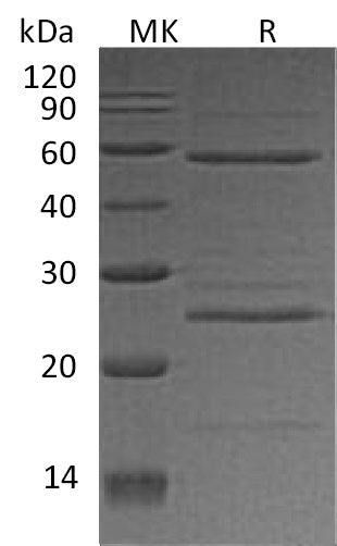 BL-2067NP: Greater than 90% as determined by reducing SDS-PAGE. (QC verified)