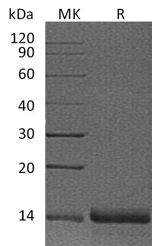 BL-1884NP: Greater than 95% as determined by reducing SDS-PAGE. (QC verified)