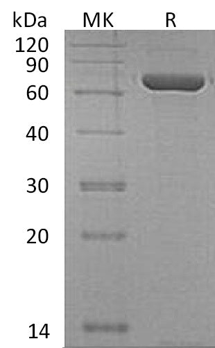 BL-0868NP: Greater than 95% as determined by reducing SDS-PAGE. (QC verified)