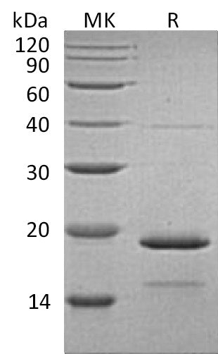 BL-1554NP: Greater than 95% as determined by reducing SDS-PAGE. (QC verified)