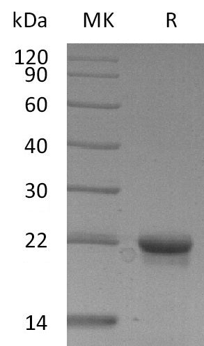 BL-0869NP: Greater than 95% as determined by reducing SDS-PAGE. (QC verified)